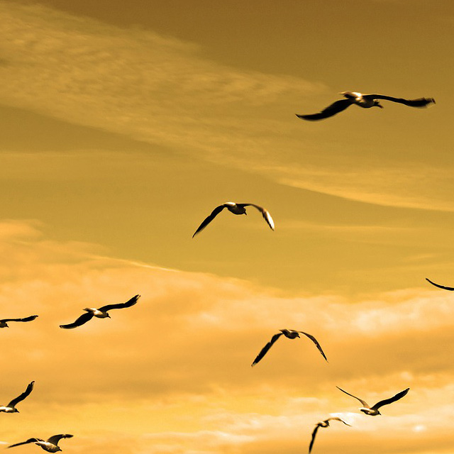 Indian Head Massage - Birds Flying In The Sky
